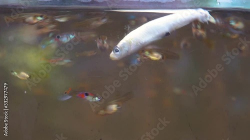 school of tetra fish reacting to a dead fish, small fishes eating from a big body
