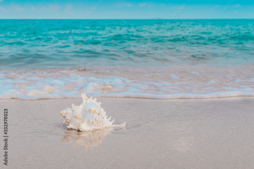 White sea shell and soft wave bubbles on tropical sand turquoise caribbean summer vacation travel icon, Selective focus. White sea shell and soft wave bubbles on tropical sand turquoise caribbean summer vacation travel icon, Selective focus.