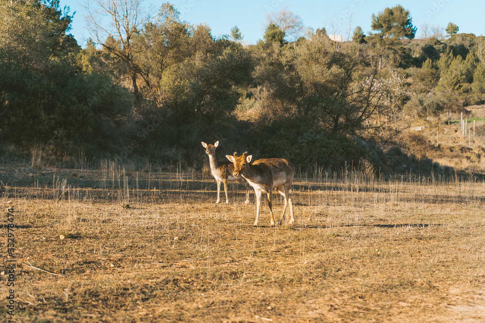 Naklejka premium Deer grazing on the mountain