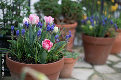 Tulips and muskari plants in bloom in terracota pot