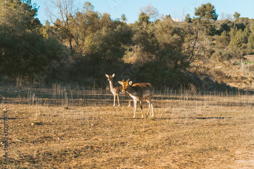 Fototapeta Naklejka Na Ścianę i Meble -  Deer grazing on the mountain