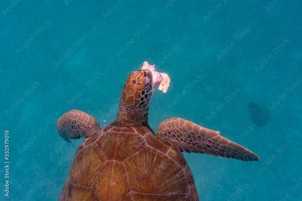 Obraz premium Green Sea Turtle in Barbados