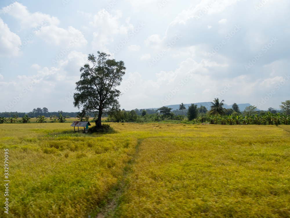Fototapeta premium Meadows and fields In the sky there are clouds