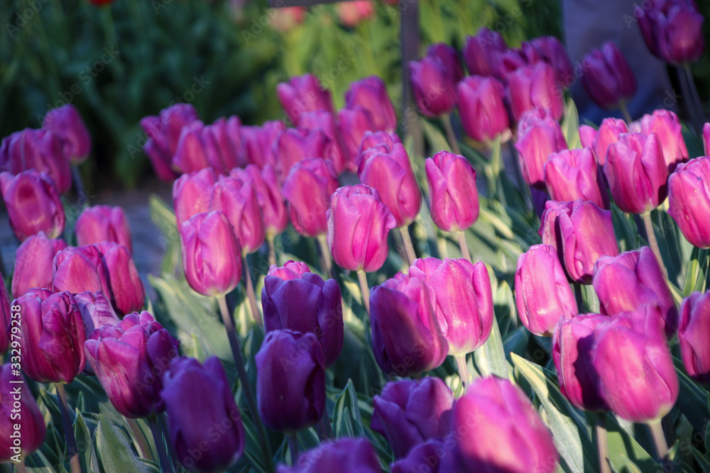 Obraz premium pink tulips in the garden