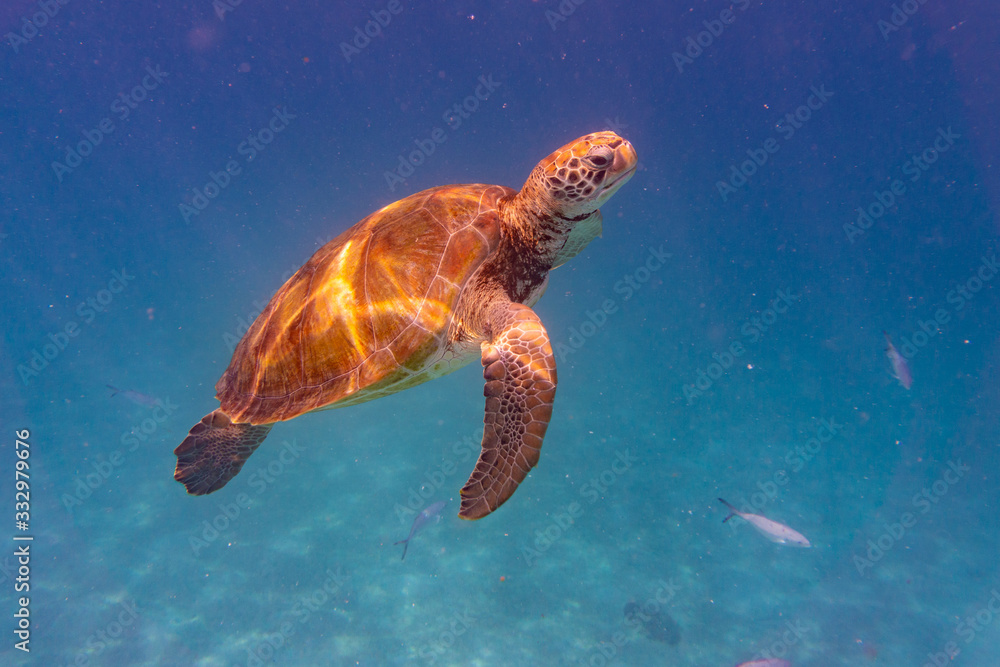 Obraz premium Green Sea Turtle in Barbados