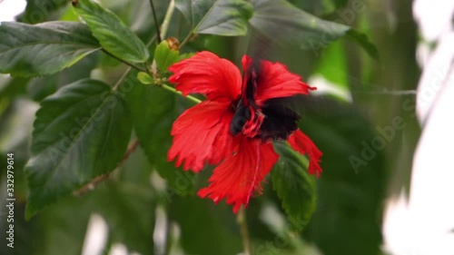 closeup of a red scarlet butterfly collecting nectar from a chinese hibiscus flower, tropical insect specie from Asia