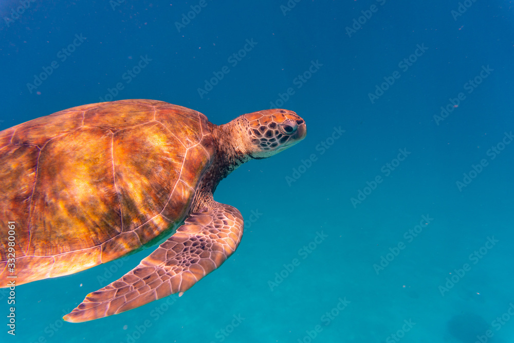 Obraz premium Green Sea Turtle in Barbados