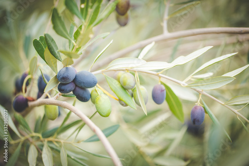 Close up image of lovely organic olives freshly picked in an olive orchard