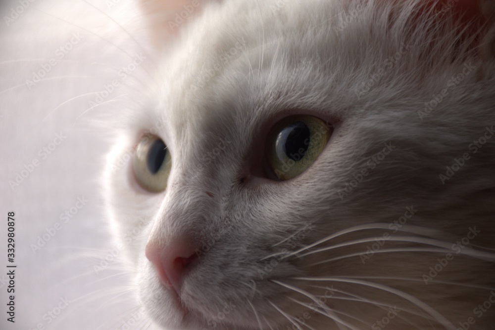 Fototapeta premium cat