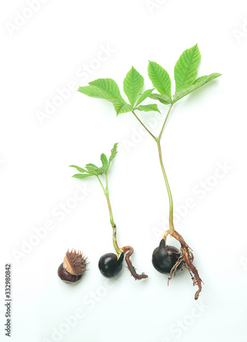 sprouts chestnut with roots, growth from small shoot to large photo