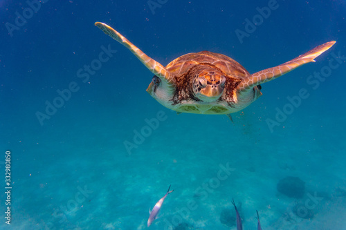 Fototapeta Naklejka Na Ścianę i Meble -  Green Sea Turtle in Barbados