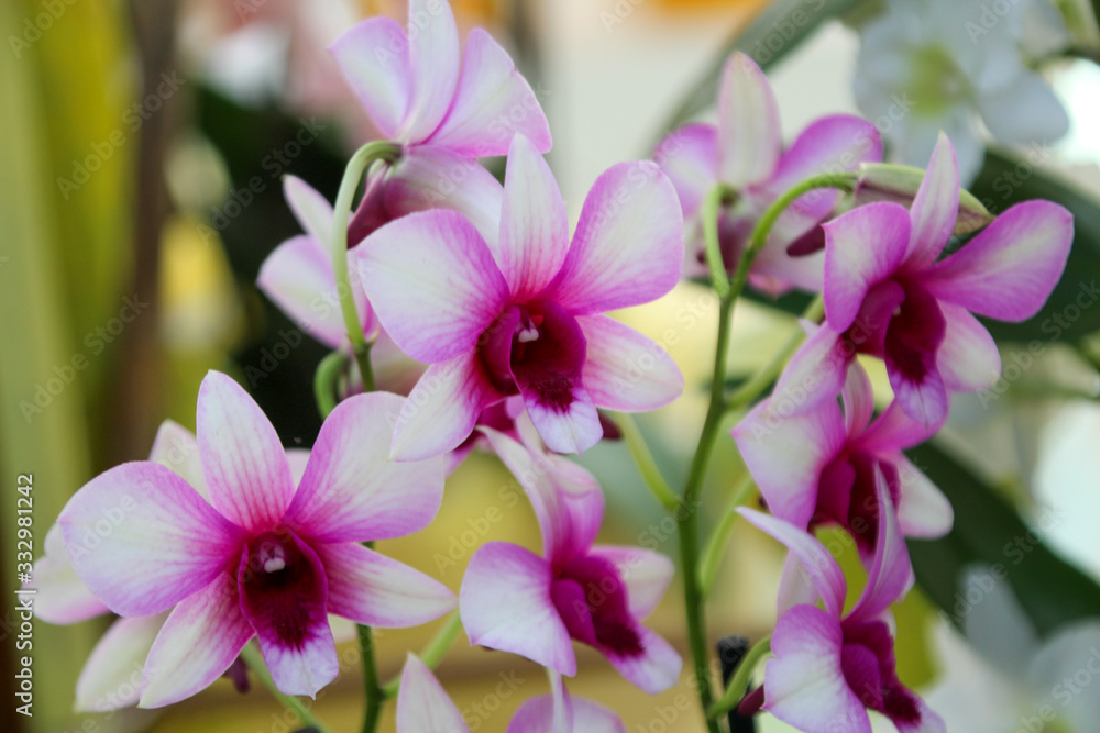 pink orchid in the garden pink orchid in the garden