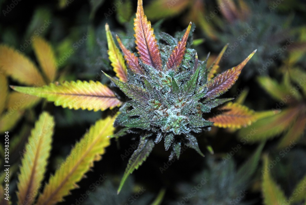 Cannabis (marijuana) flower (bud) ready for harvest Cannabis (marijuana) flower (bud) ready for harvest