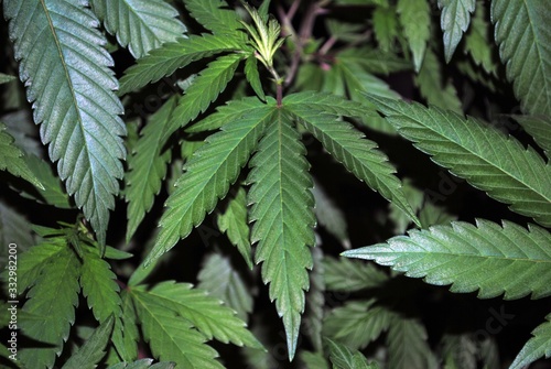 Cannabis plant (marijuana) fan leaves