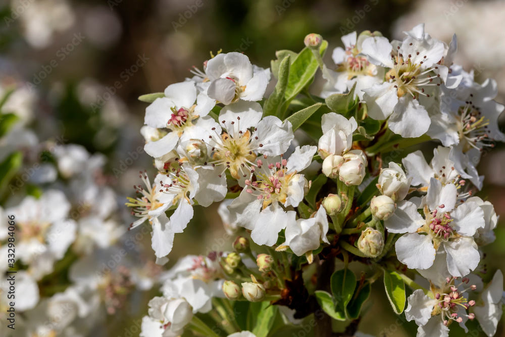 The pear (Pyrus communis) tree blooms in the mountains.