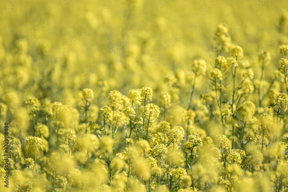 field of yellow flowers