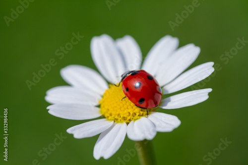 The ladybird creeps on a camomile flower