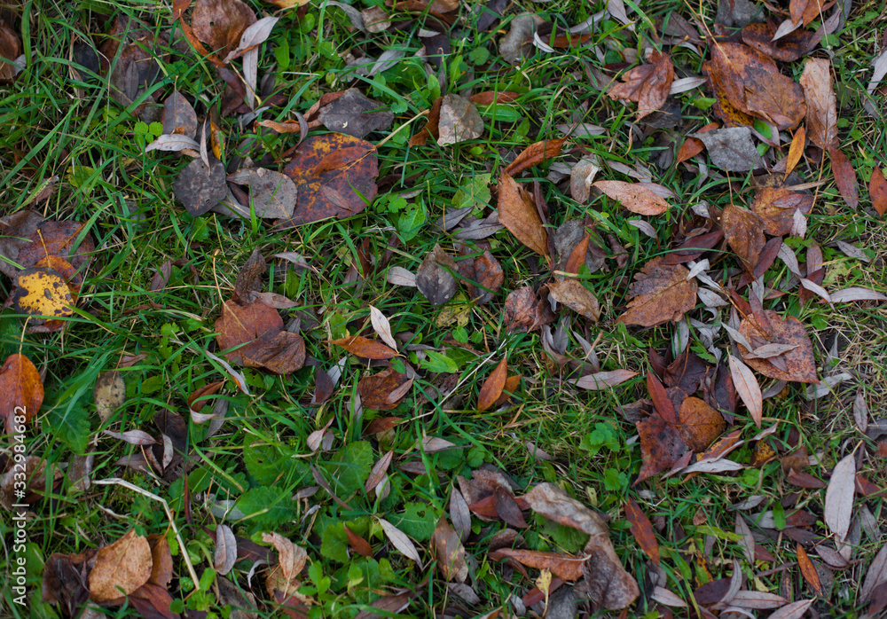 Texture of bright green grass with faded brown leaves. Abstract nature background Texture of bright green grass with faded brown leaves. Abstract nature background