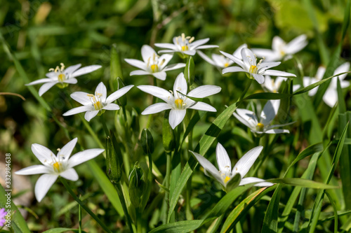 Plant (Ornithogalum) grows in a mountain meadow close-up