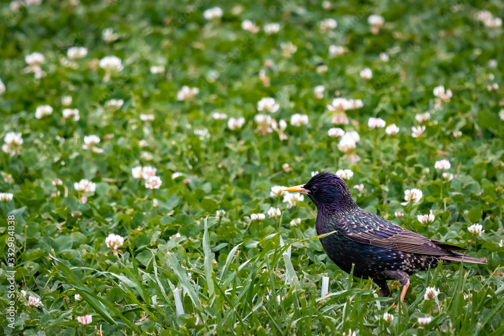 european starling, starling, birds, bird, field of flower, common starling, fence, wildlife preserve, song birds european starling, starling, birds, bird, field of flower, common starling, fence, wildlife preserve, song birds