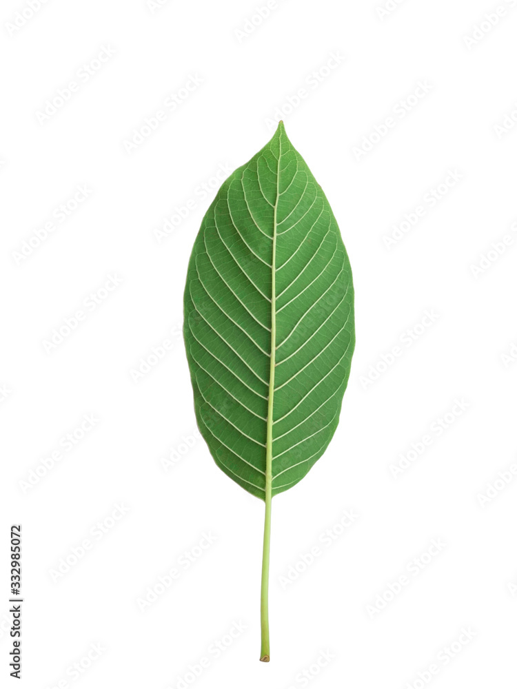 back side of kratom leaf (Mitragyna speciosa) Mitragynine isolated on white background isolate image,Drugs and Narcotics,Thai herbal which encourage health back side of kratom leaf (Mitragyna speciosa) Mitragynine isolated on white background isolate image,Drugs and Narcotics,Thai herbal which encourage health