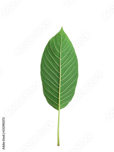 back side of kratom leaf  Mitragyna speciosa  Mitragynine isolated on white background isolate image Drugs and Narcotics Thai herbal which encourage health