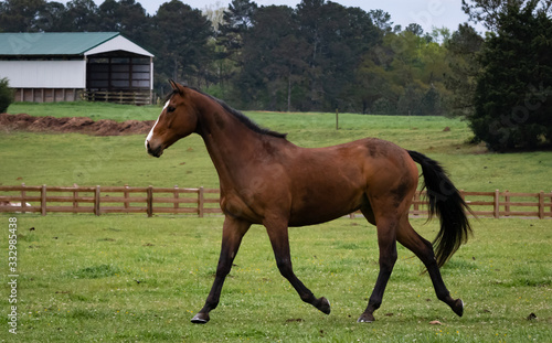 Stallion running at horse farm in Rome Georgia.