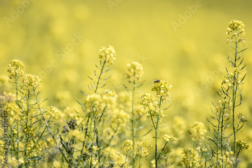 field of yellow flowers © skazar