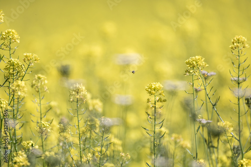 field of yellow flowers © skazar