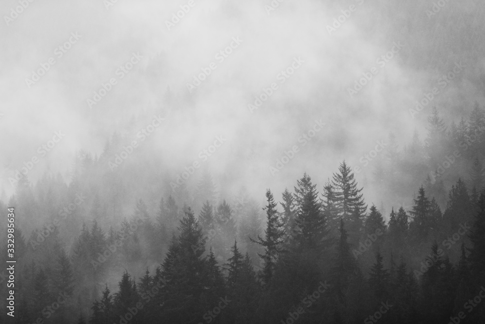 Fog among the Pines 3 Fog among the Pines 3