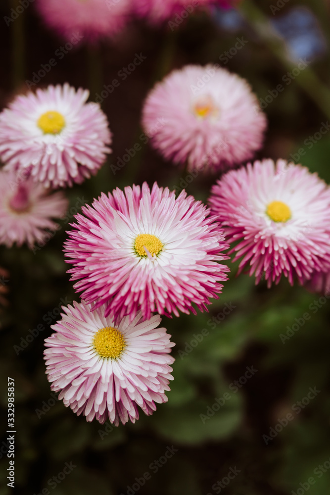 Small group of pink daisies Small group of pink daisies