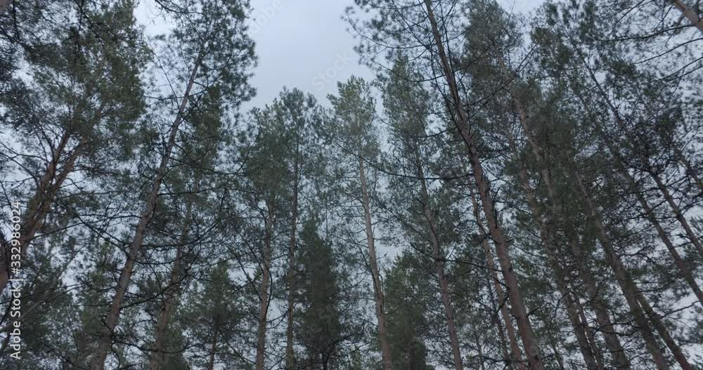 Walking under pine trees in forest looking up low angle view Walking under pine trees in forest looking up low angle view