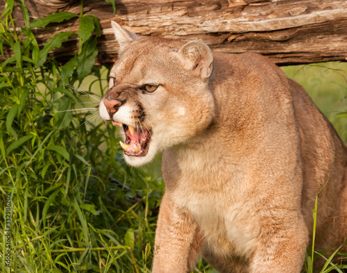 Obraz na plátne Snarling Mountain Lion