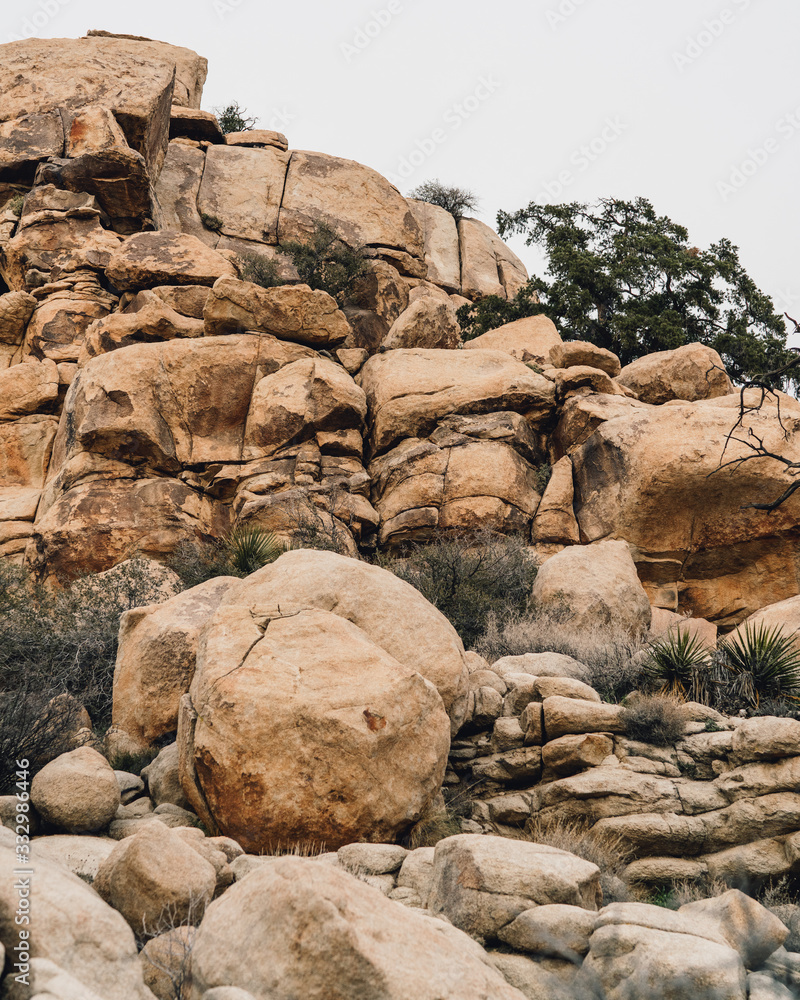 Joshua Tree On A Cloudy Day Joshua Tree On A Cloudy Day