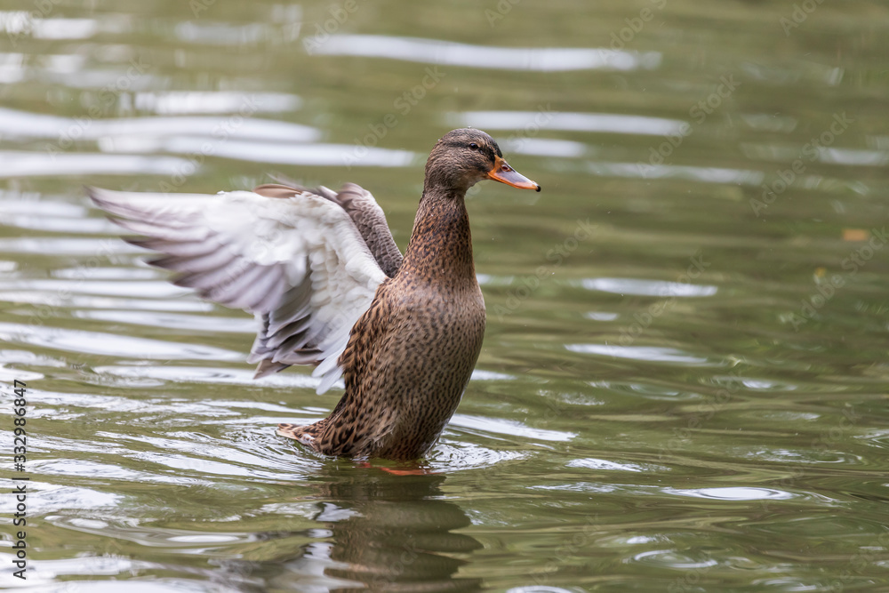 Duck waving its wings in the water Duck waving its wings in the water