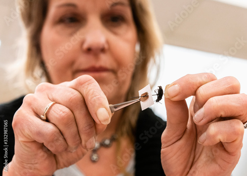 Research and education in entomology department of college natural history museum
