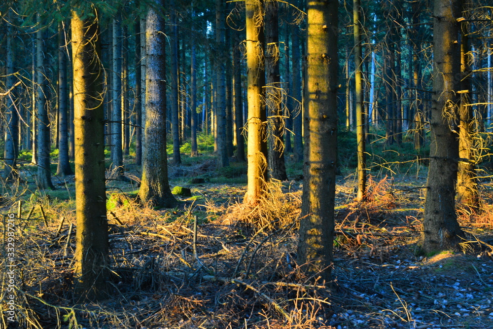 Obraz premium Im Wald Forrest