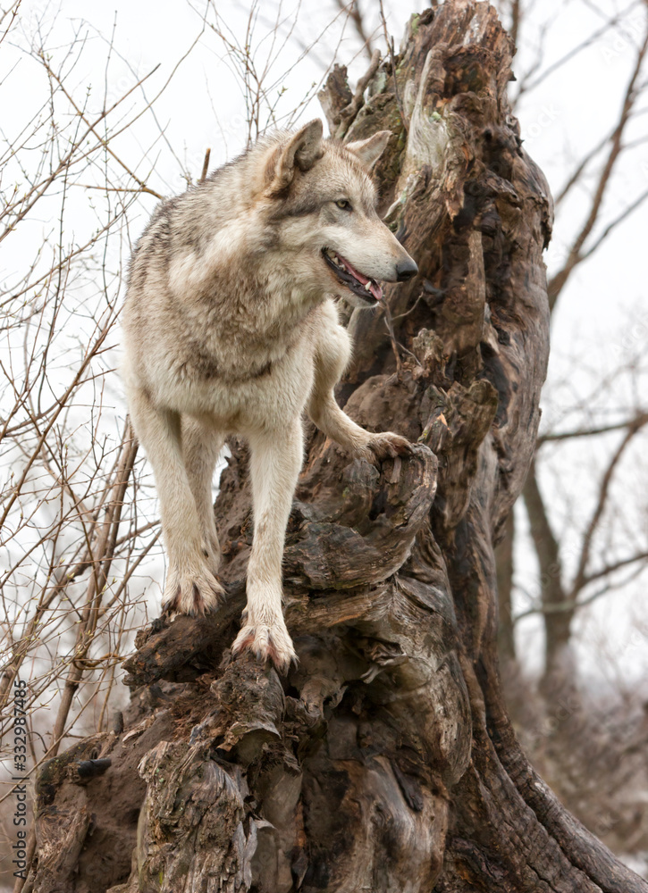 Obraz premium Gray Wolf on a Tree Stump