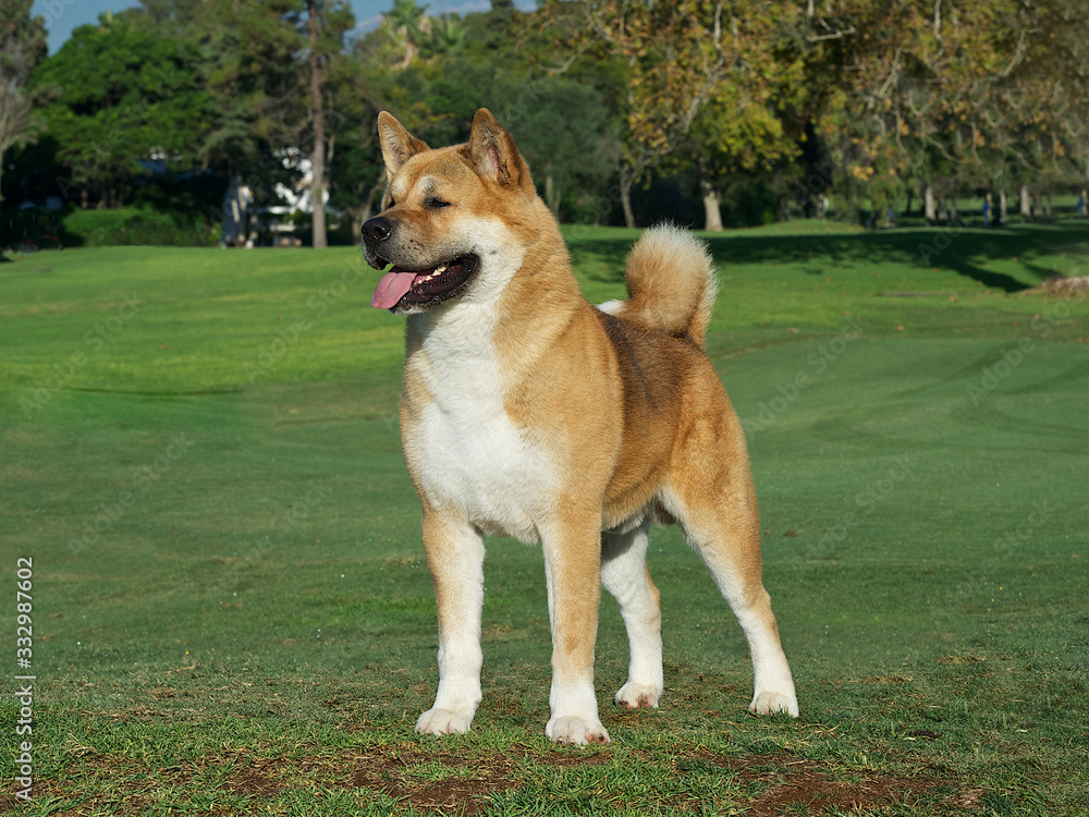American Akita Golden Purebred Dog on the grass American Akita Golden Purebred Dog on the grass