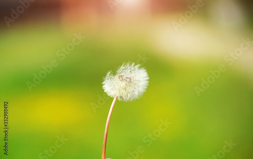 dandelion on the green background