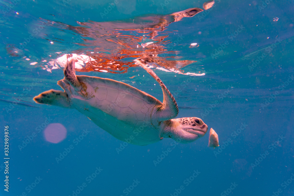 Fotografie Hawksbill Sea Turtle in Barbados