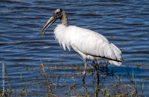 A wood stork forages for food in the water.