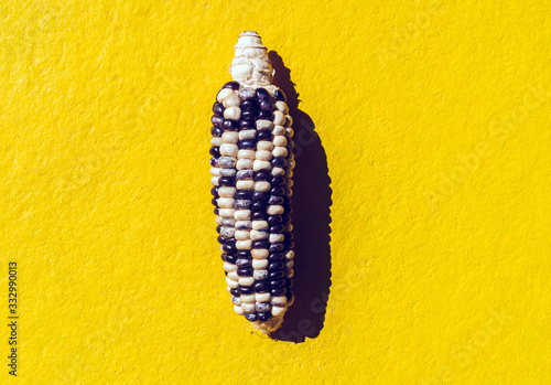 Indian Corn On A Yellow Background. photo