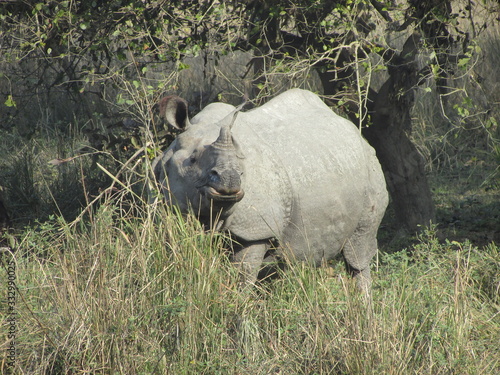 Rhino © Chitraban