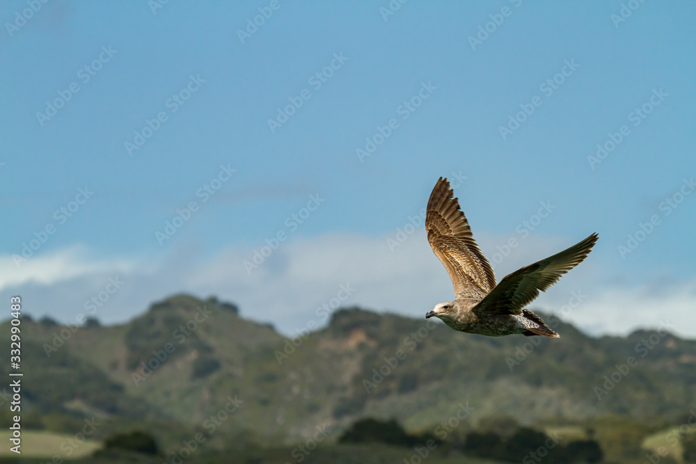 Fototapeta premium a seagull flies over the ocean with mountains in the background