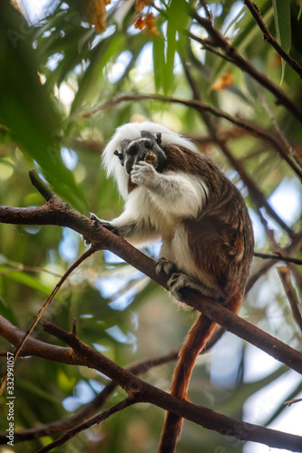 Cotton Top Tamarin Monkey photo