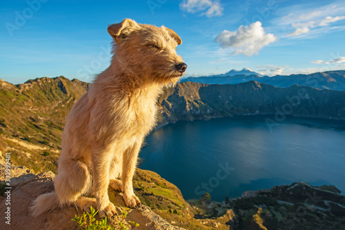 A dog posing in front of the Quilotoa crater lake at sunrise in the Andes mountain range near Quito, Ecuador.