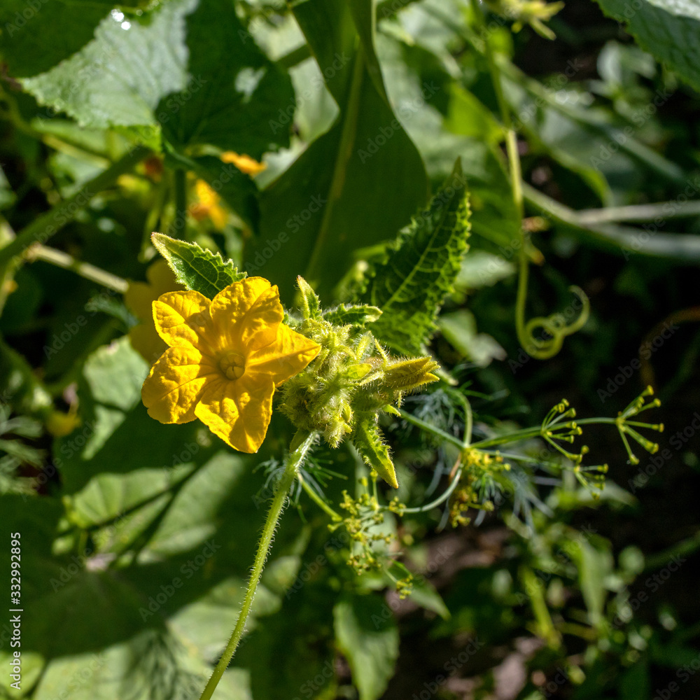 yellow cucumber flowers and green leaves yellow cucumber flowers and green leaves