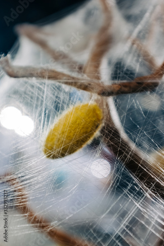 silkworm cocoon