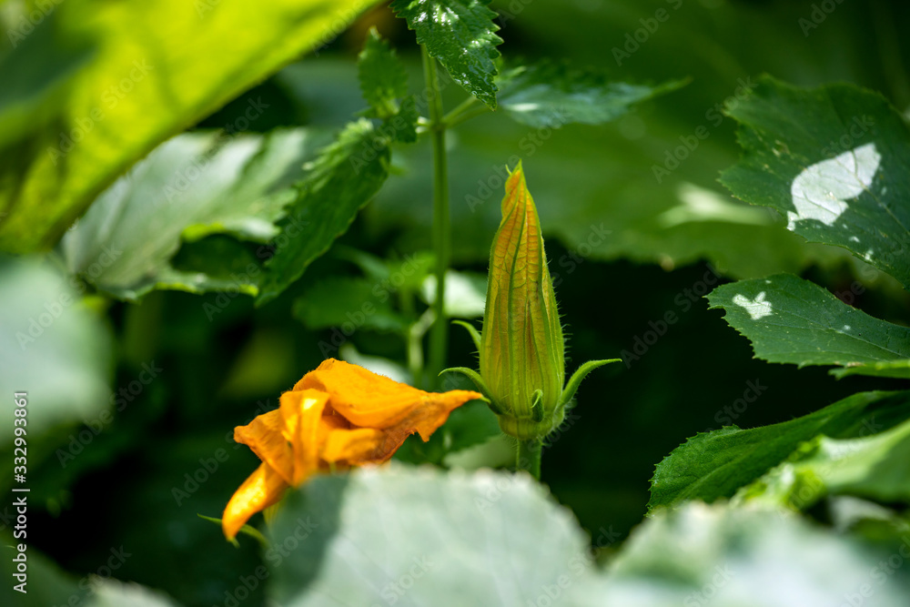 yellow pumpkin flower with green leaves yellow pumpkin flower with green leaves
